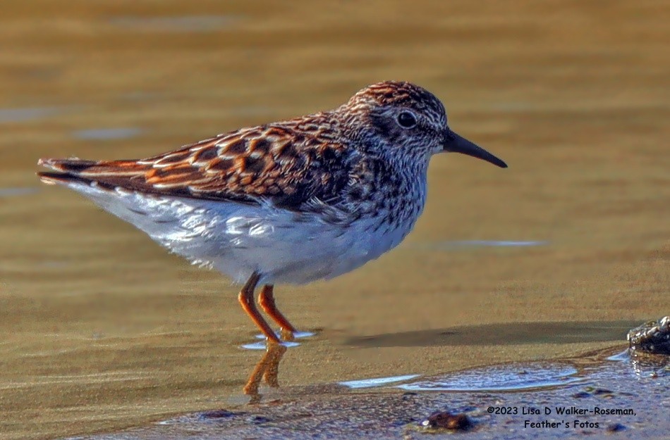 Least Sandpiper - ML563608481