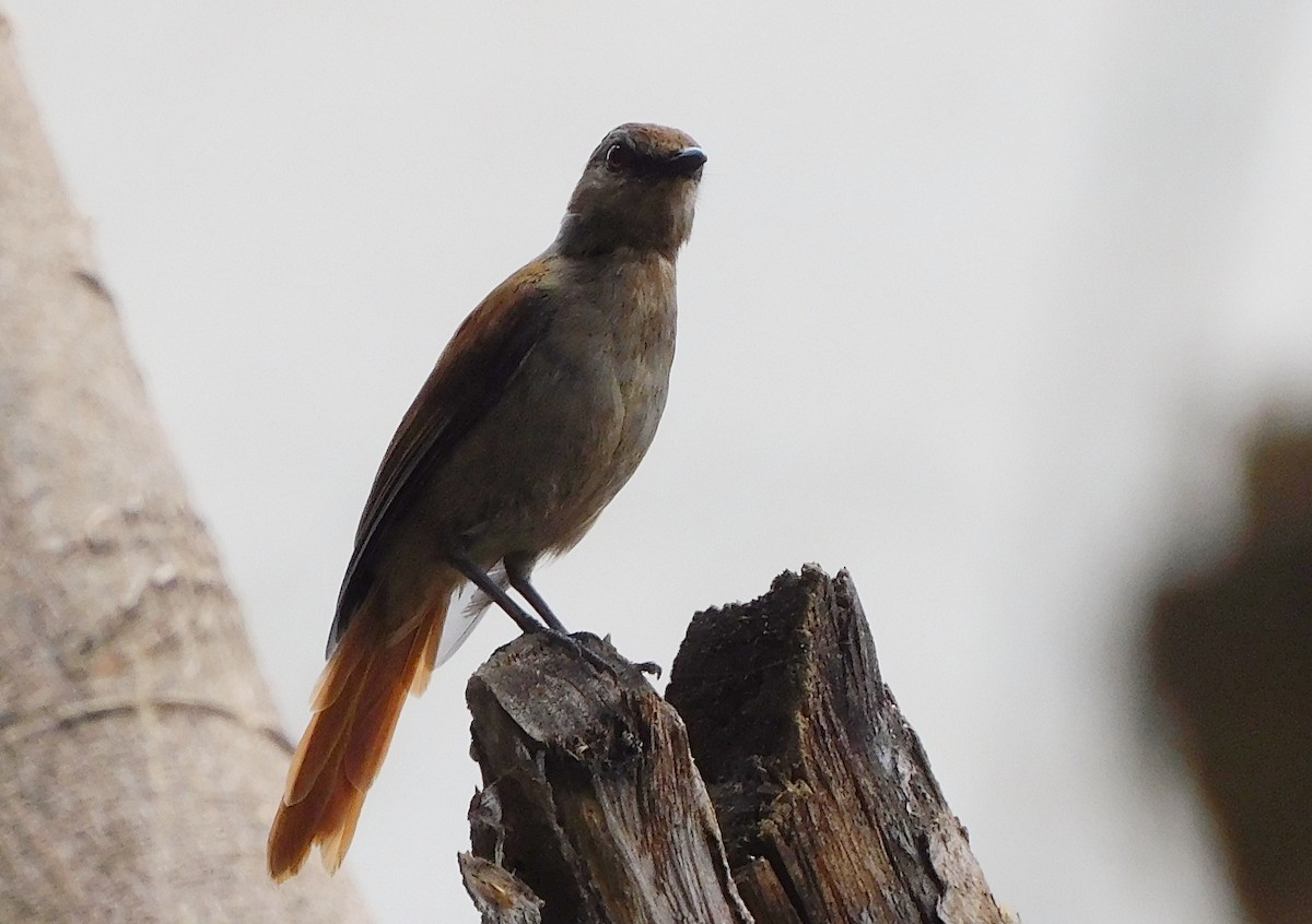 Rufous-tailed Palm-Thrush - ML563609021