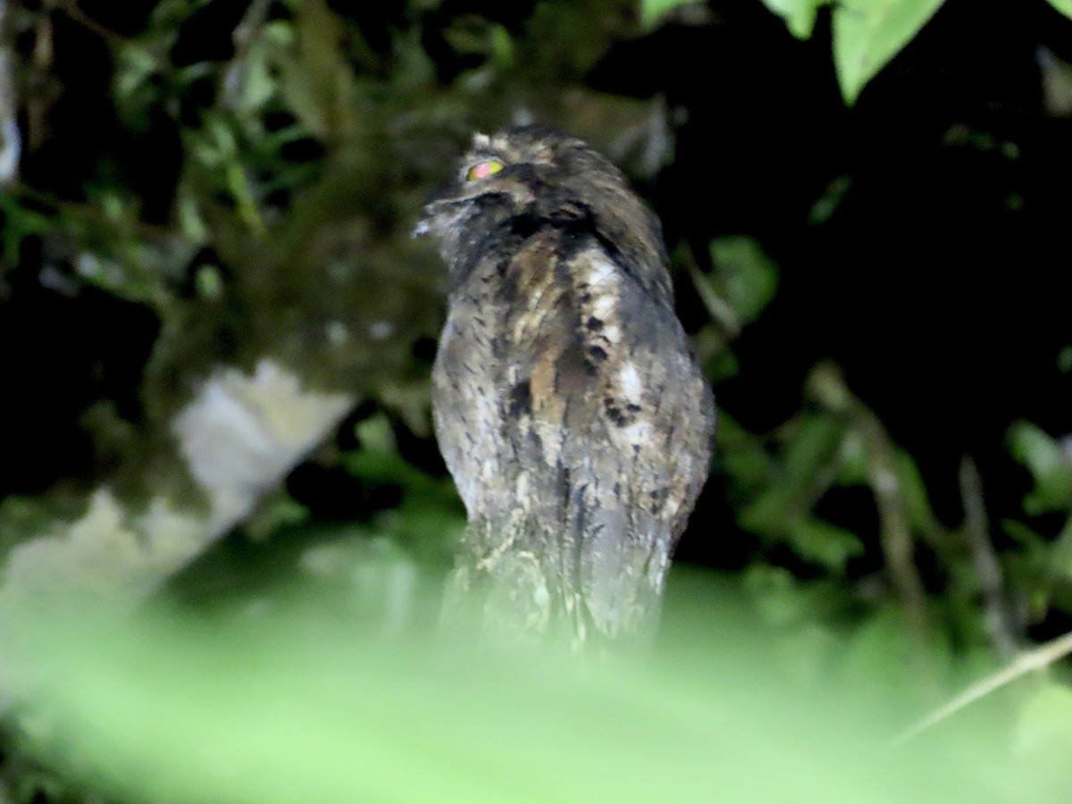 Common Potoo - ML563610421