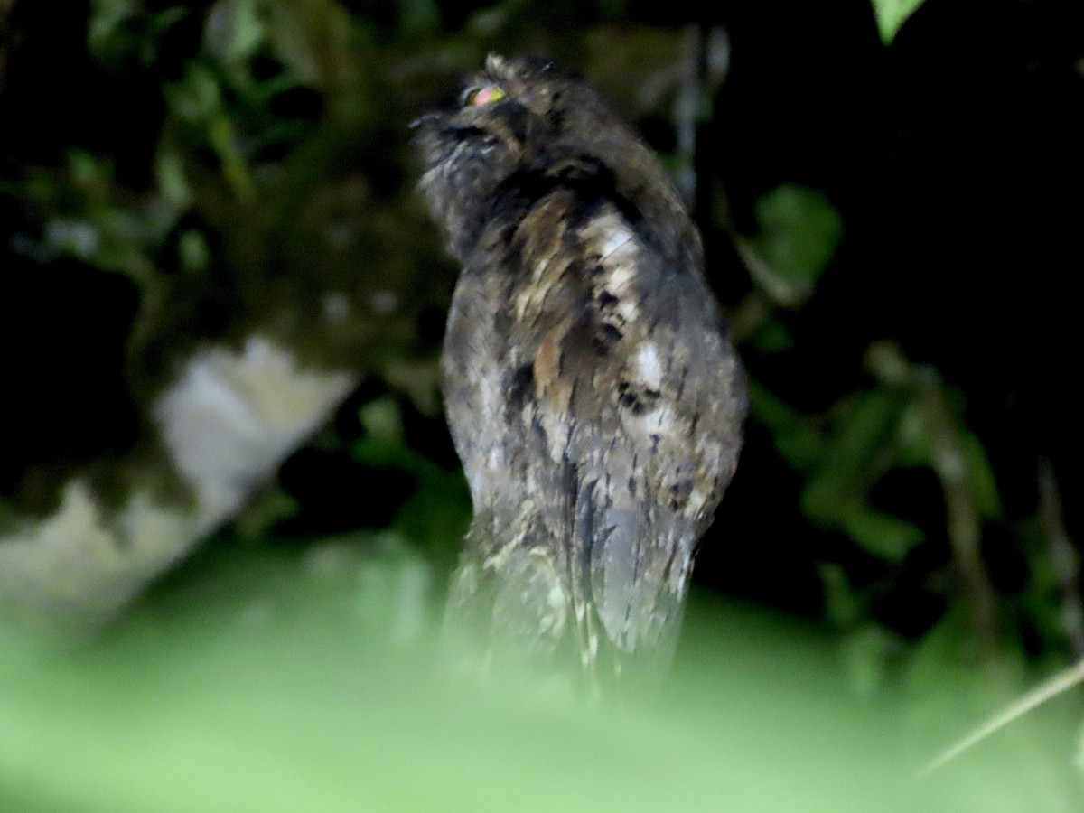 Common Potoo - ML563610431