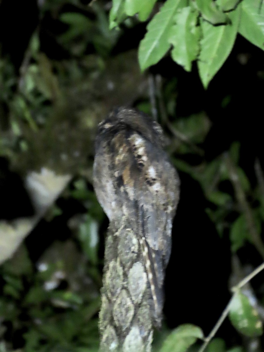 Common Potoo - ML563610451