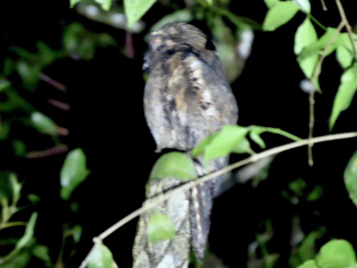 Common Potoo - ML563610461