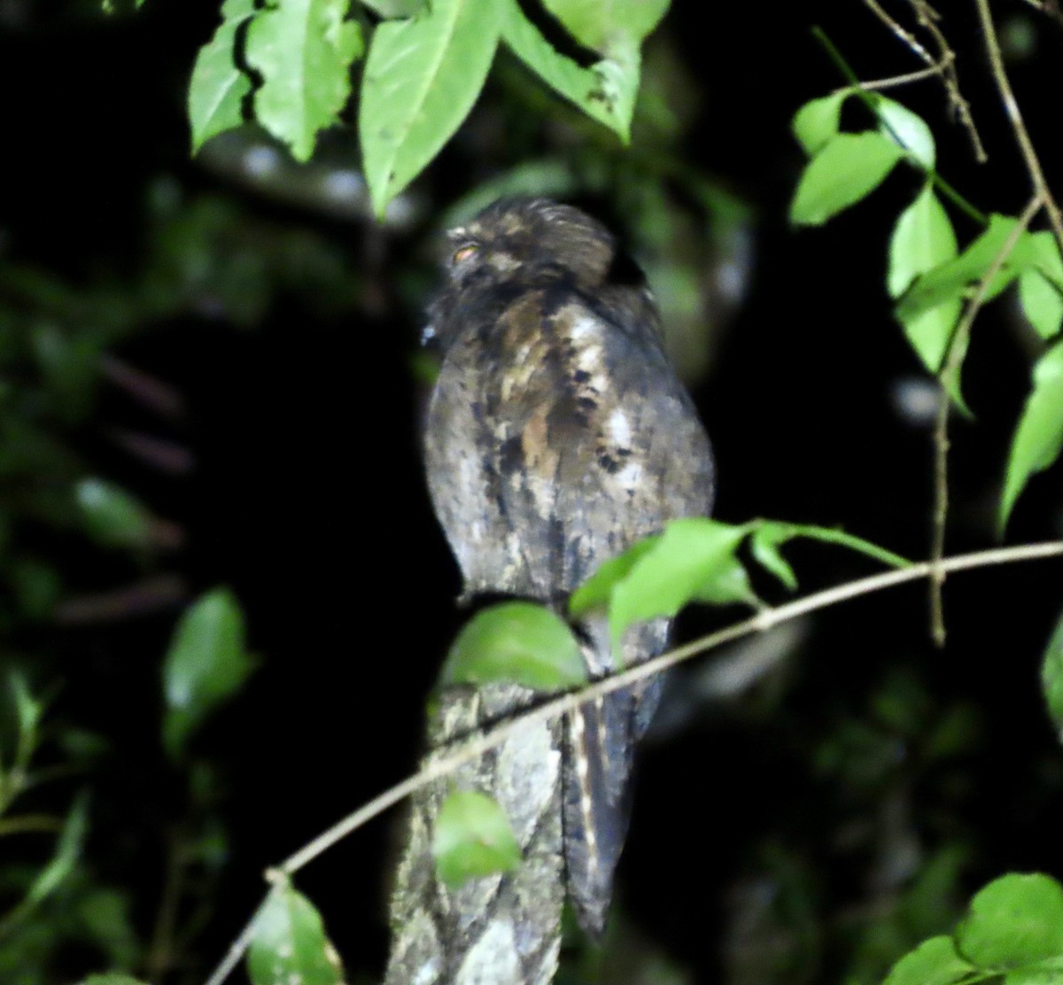 Urutau Putusu - ML563610471