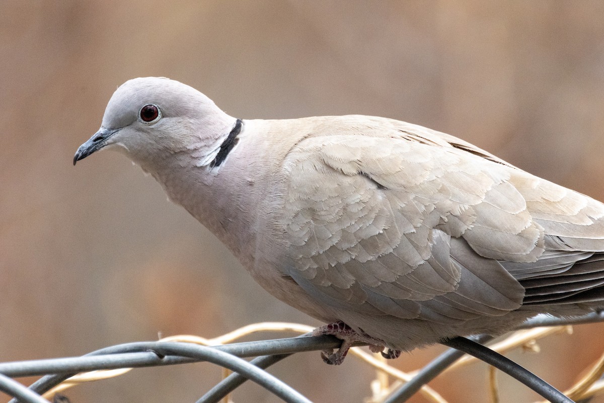 Eurasian Collared-Dove - Neil Wiken