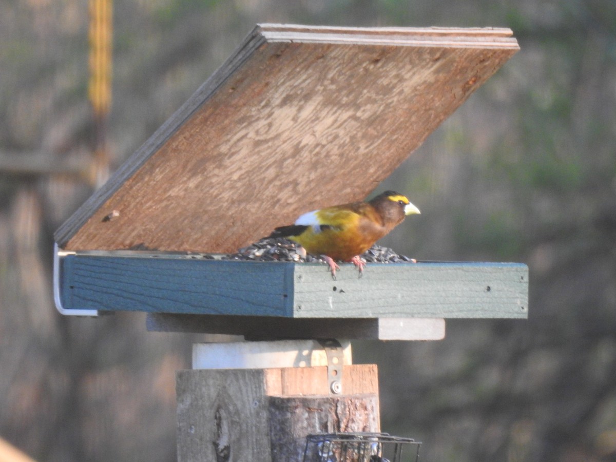 Evening Grosbeak - Gerald Thurn