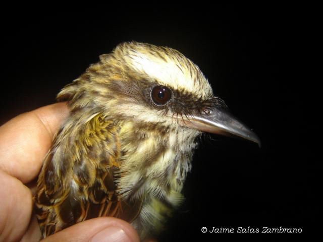 Streaked Flycatcher - ML563611681