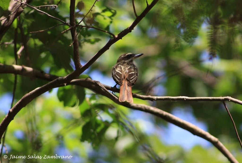 Streaked Flycatcher - ML563612221