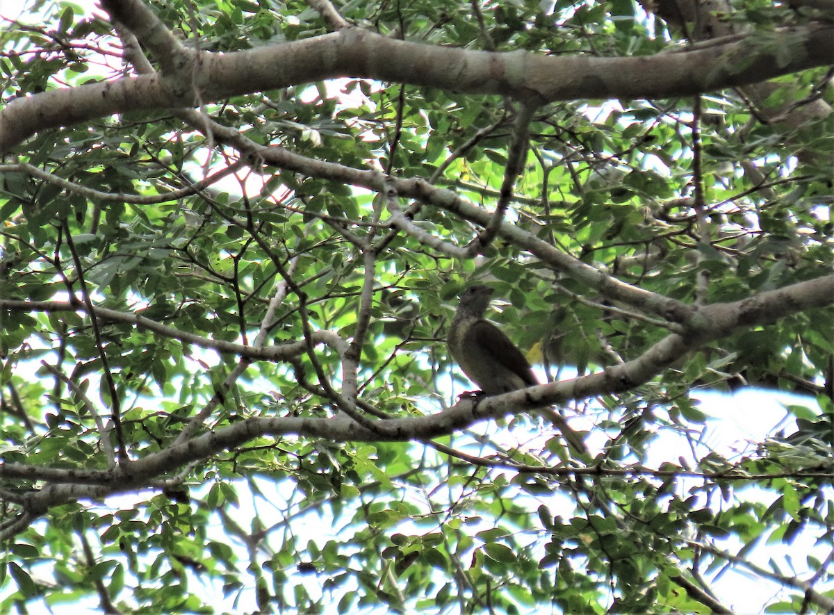 Scaly-throated Honeyguide - ML563612841