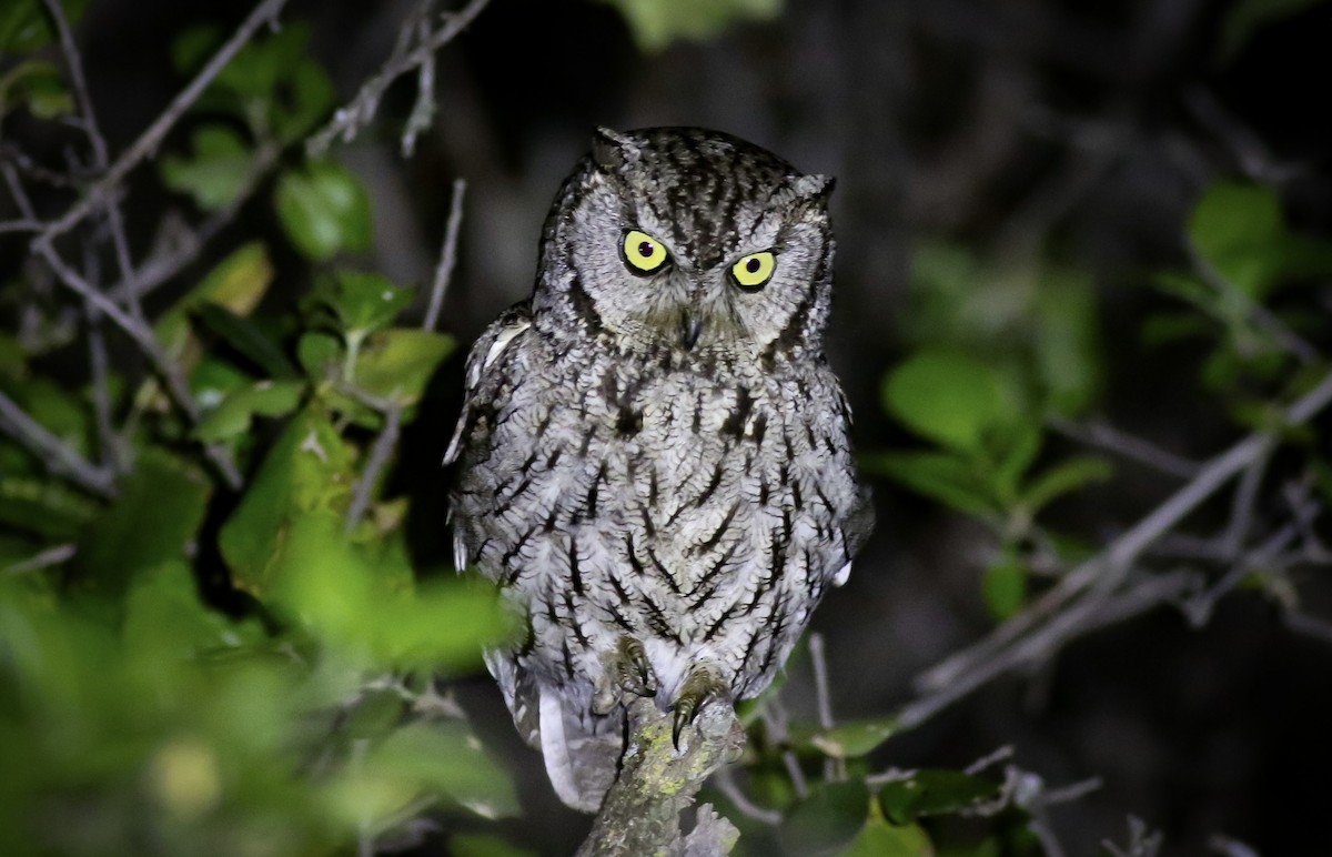 Western Screech-Owl - ML563613001