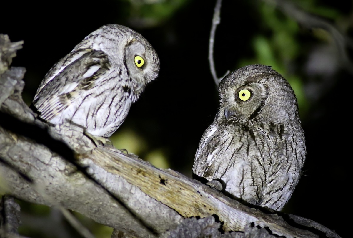 Western Screech-Owl - ML563613021