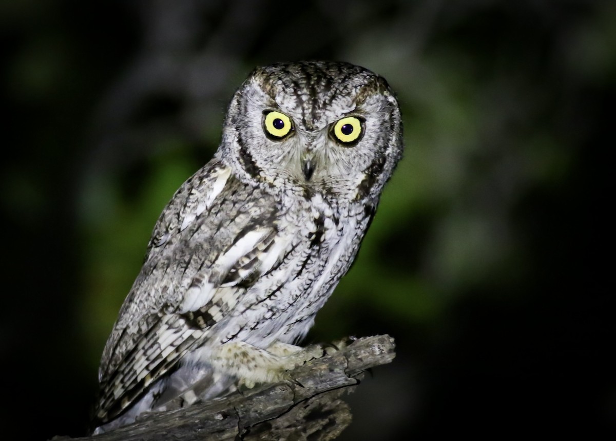 Western Screech-Owl - ML563613031