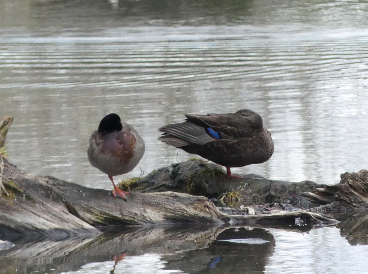 American Black Duck - ML563613331
