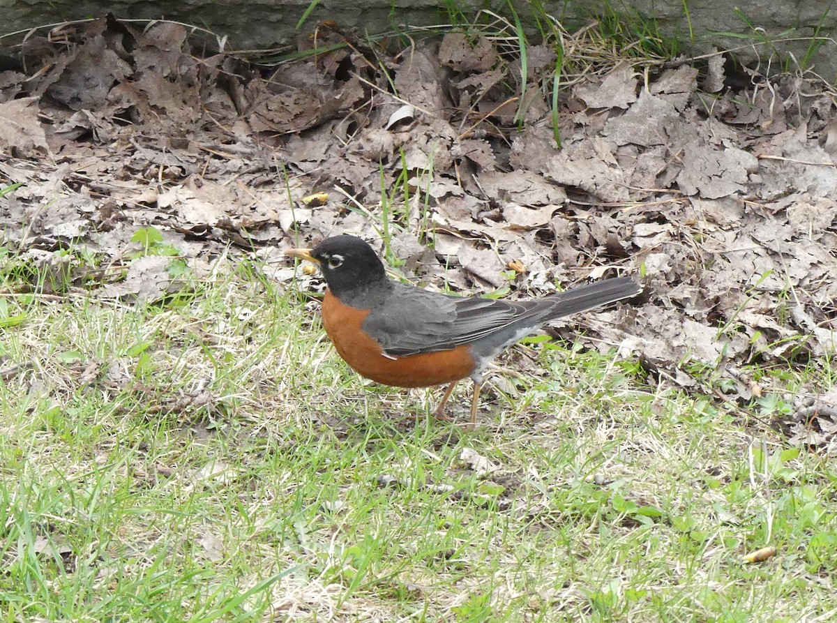 American Robin - Georges Lachaîne