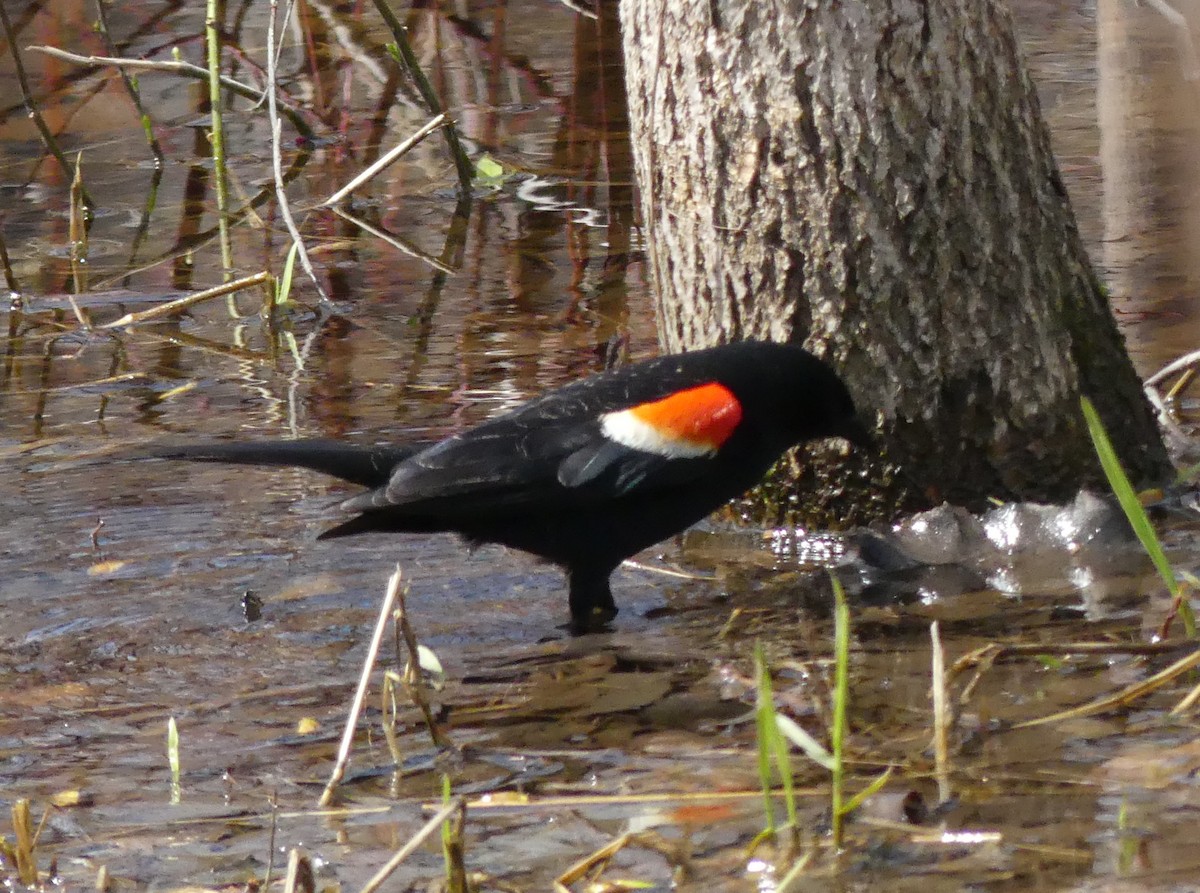 Red-winged Blackbird - ML563613531