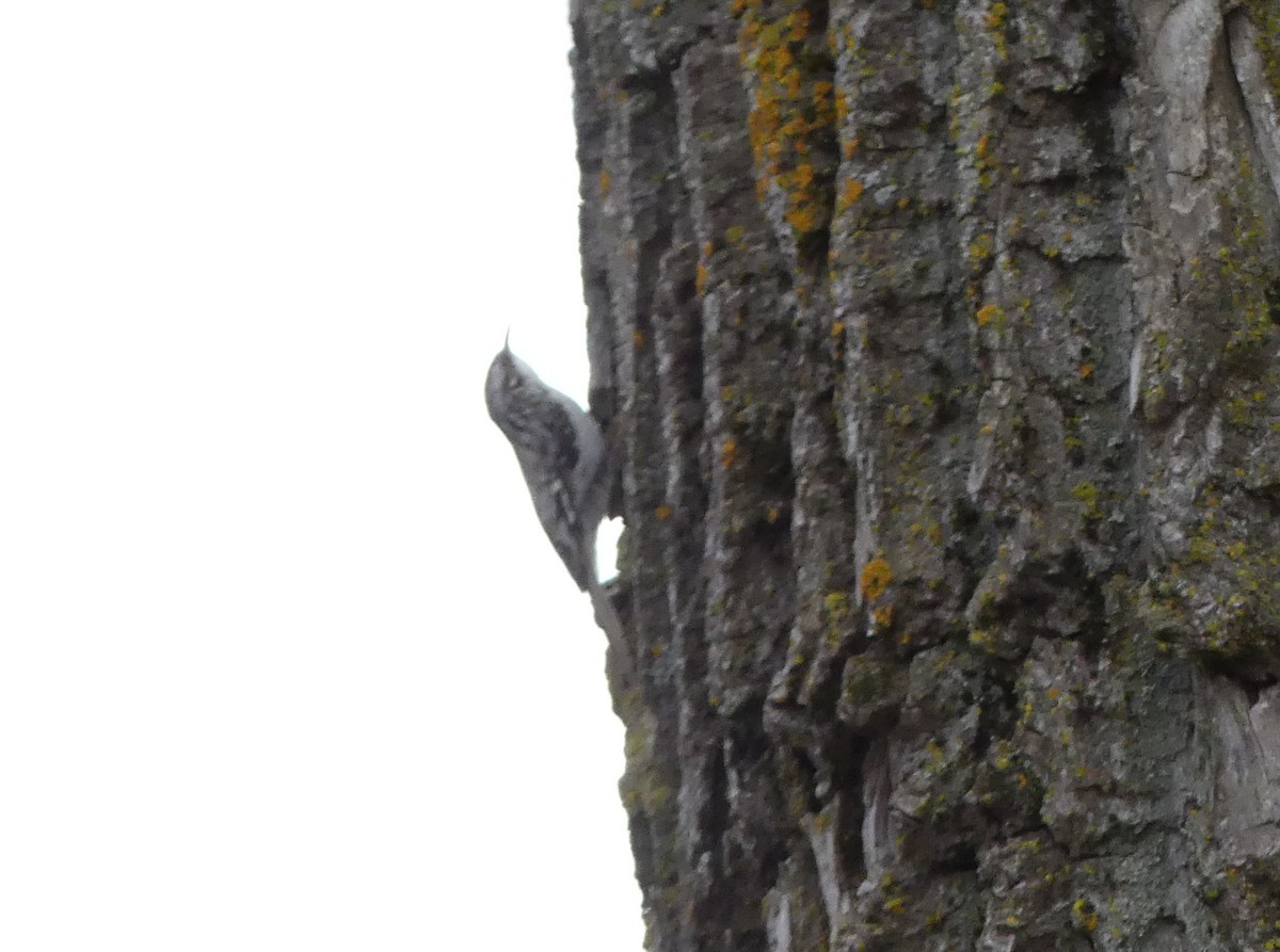 Brown Creeper - Georges Lachaîne