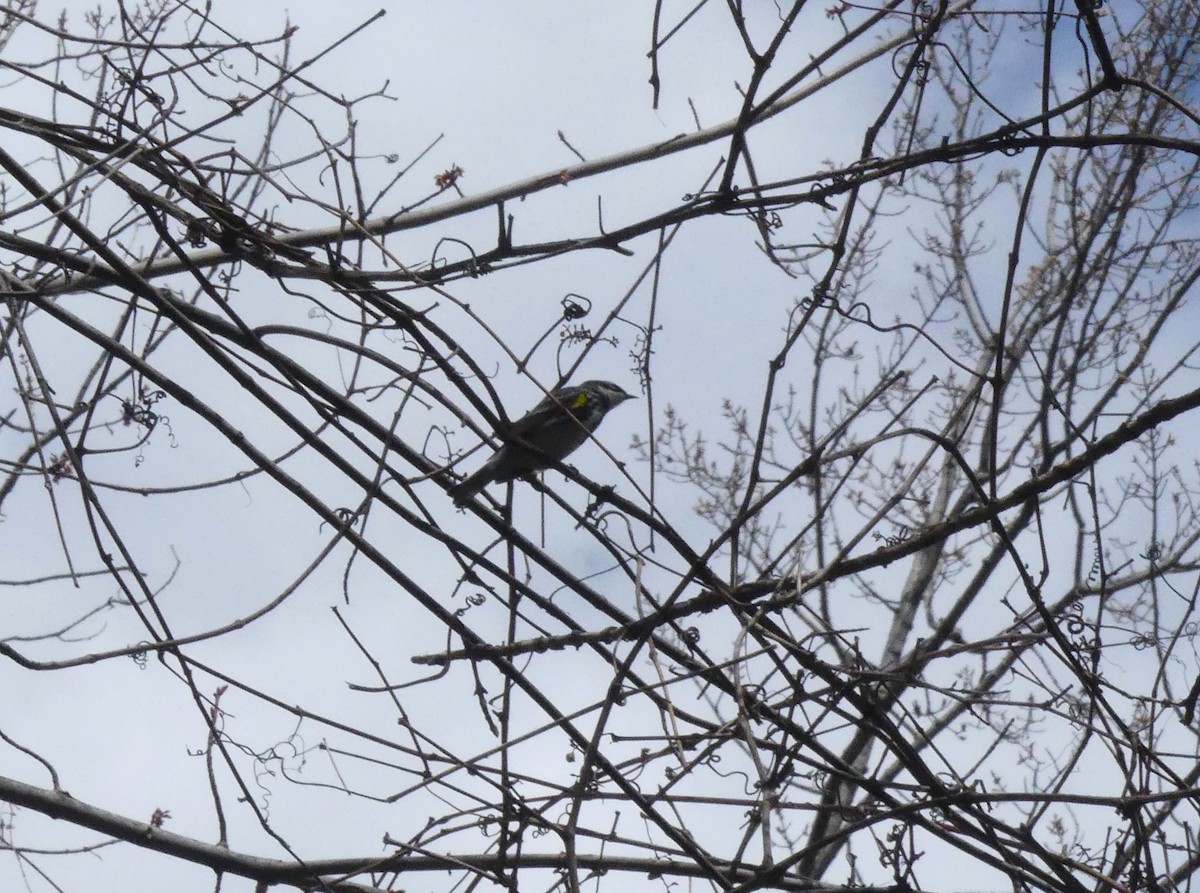 lesňáček žlutoskvrnný - ML563613741