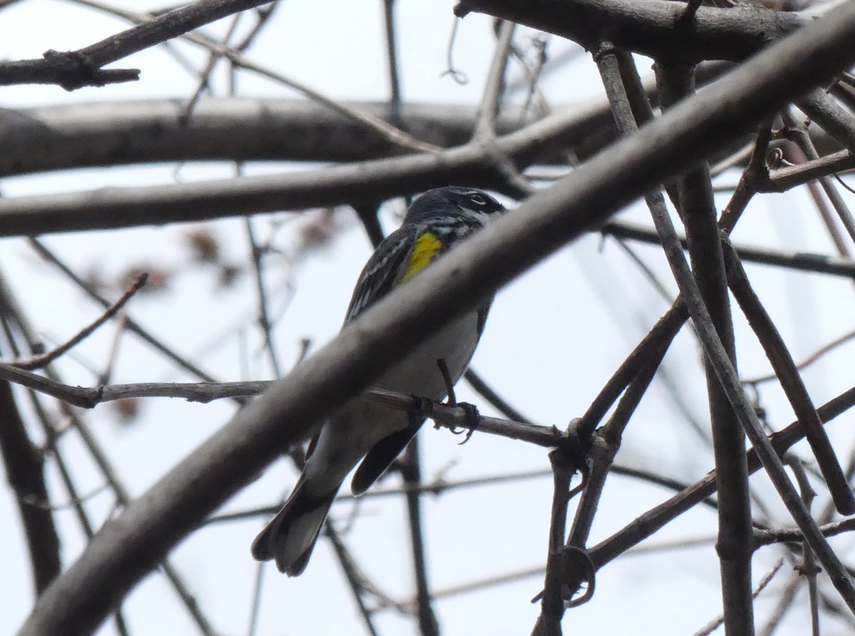 Yellow-rumped Warbler - ML563613751