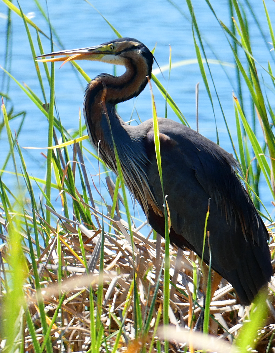 Purple Heron - Susana Coelho