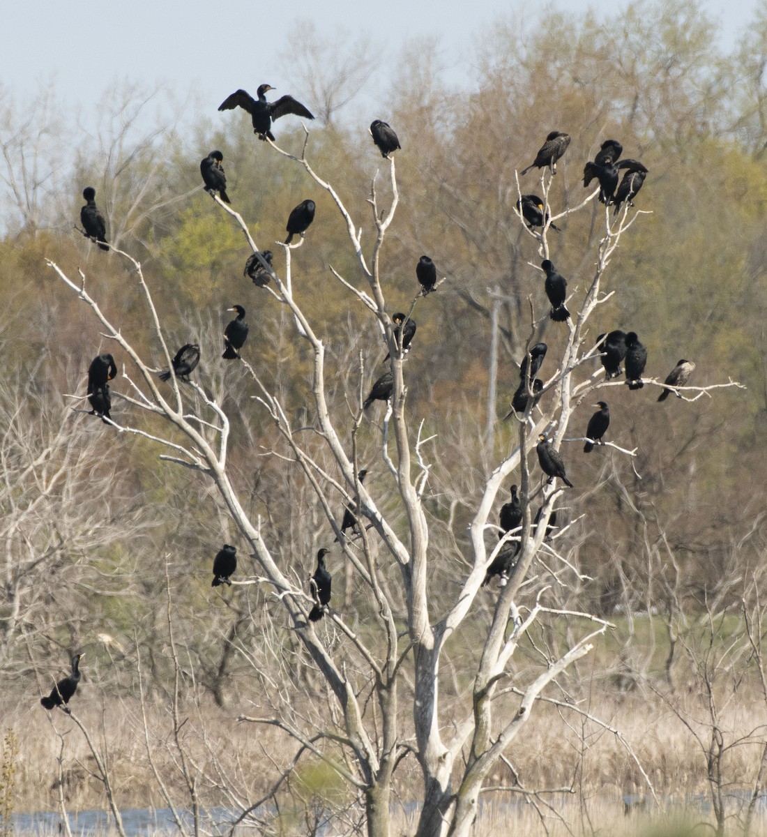 Double-crested Cormorant - ML563614291