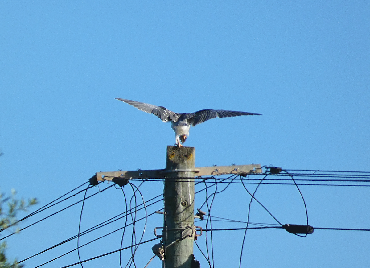 Black-winged Kite - ML563614681