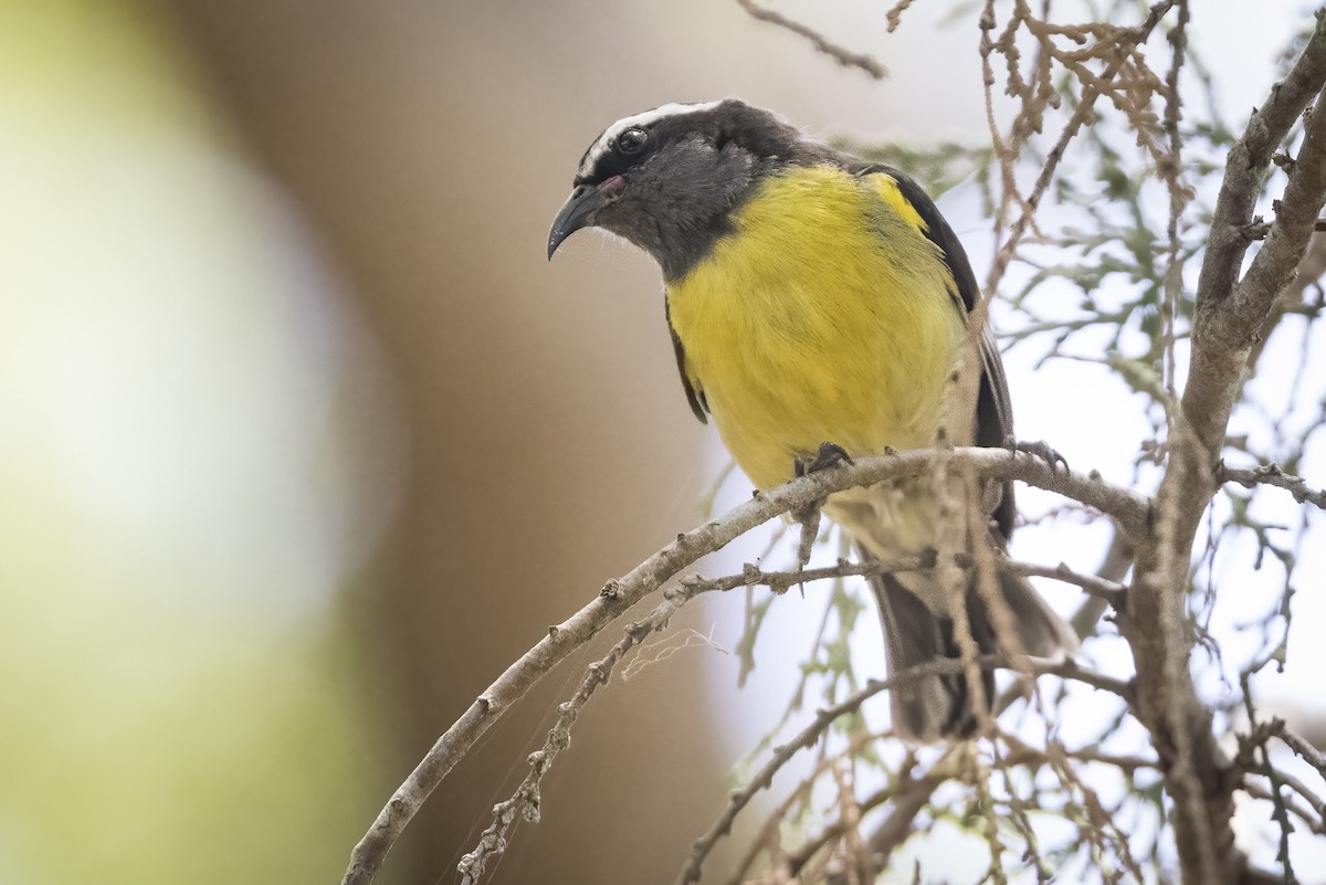 Bananaquit (Greater Antillean) - ML563616441