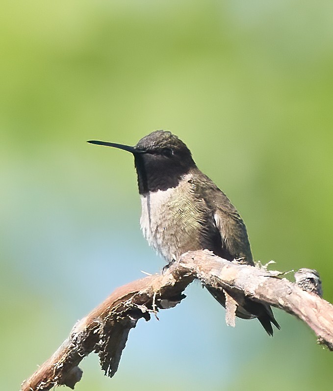 Colibri à gorge noire - ML563616621