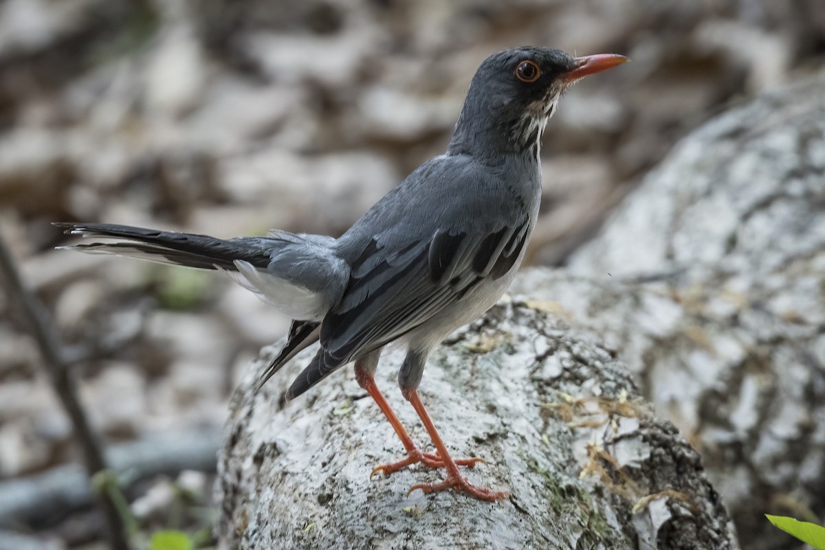 Red-legged Thrush (Antillean) - ML563616761