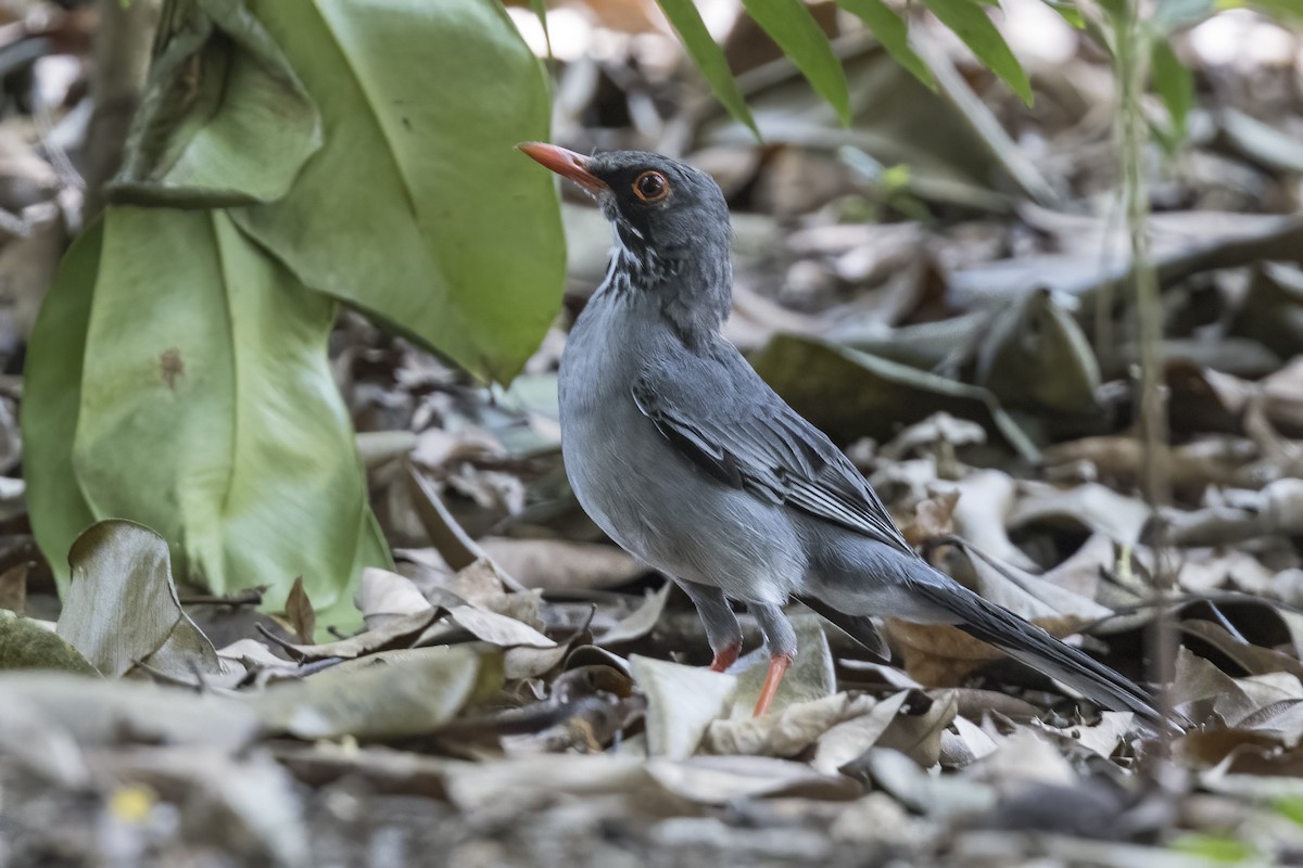 Red-legged Thrush (Antillean) - ML563616771