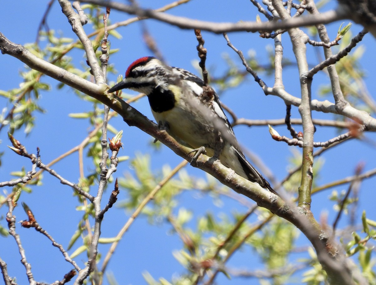 Yellow-bellied Sapsucker - ML563617431