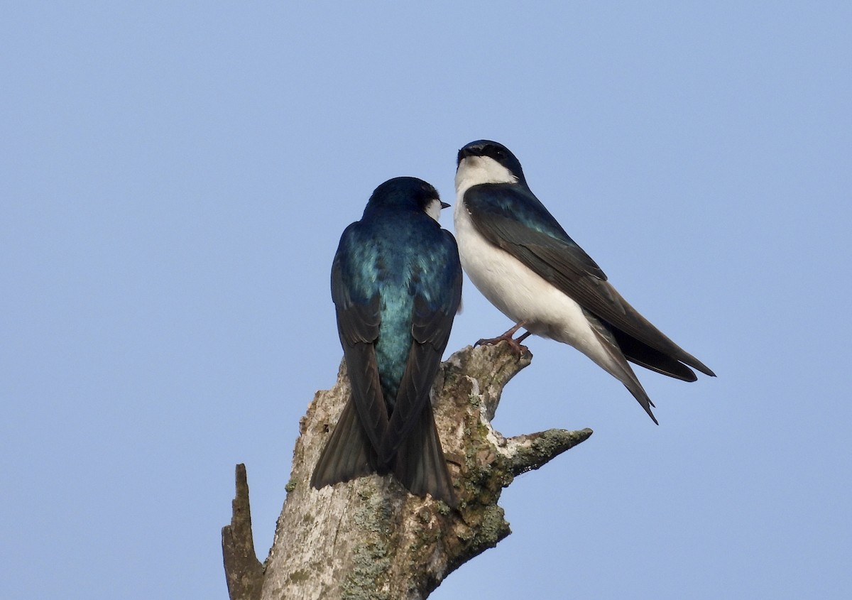 Tree Swallow - ML563617461
