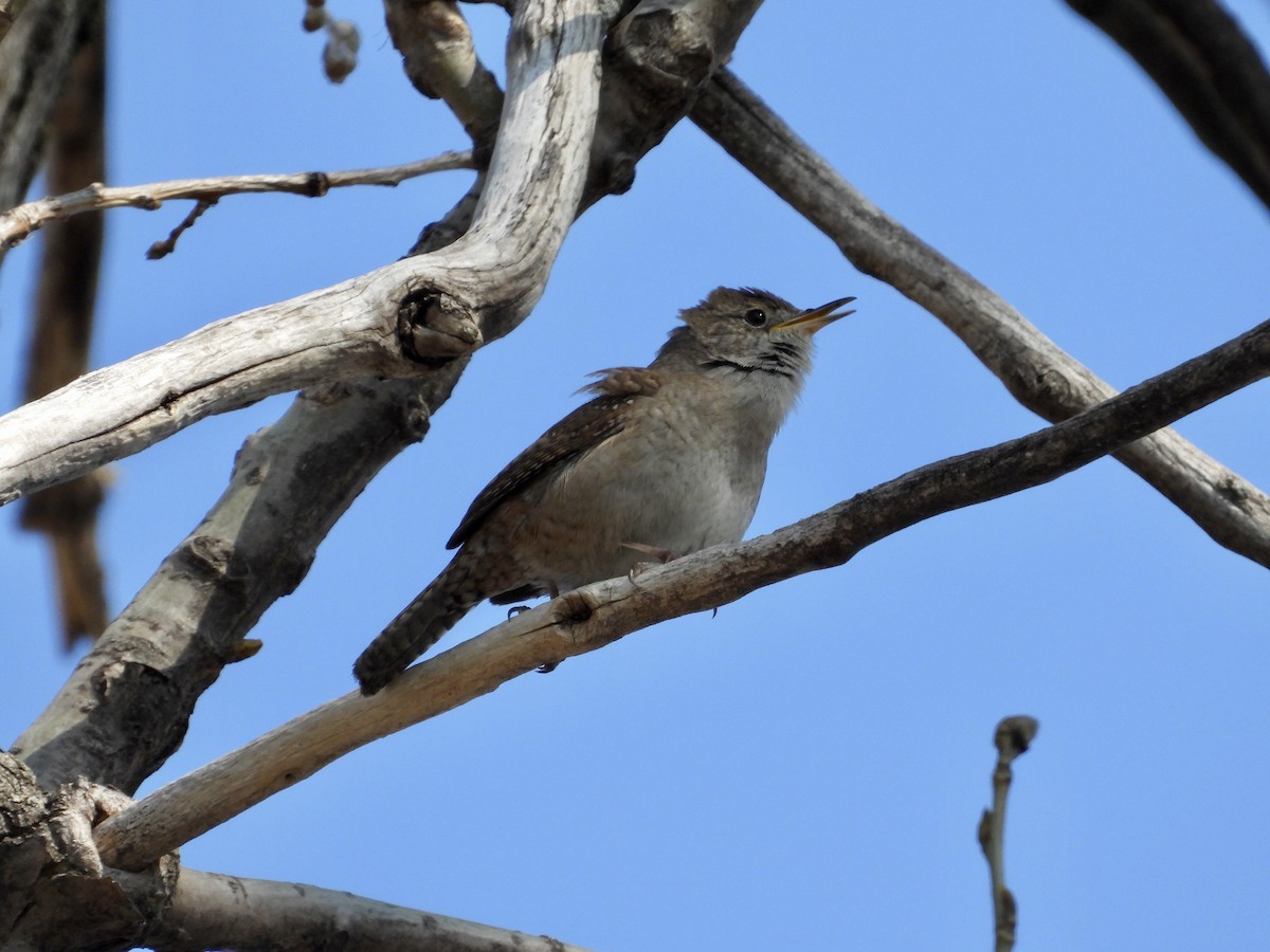 Northern House Wren - ML563617611