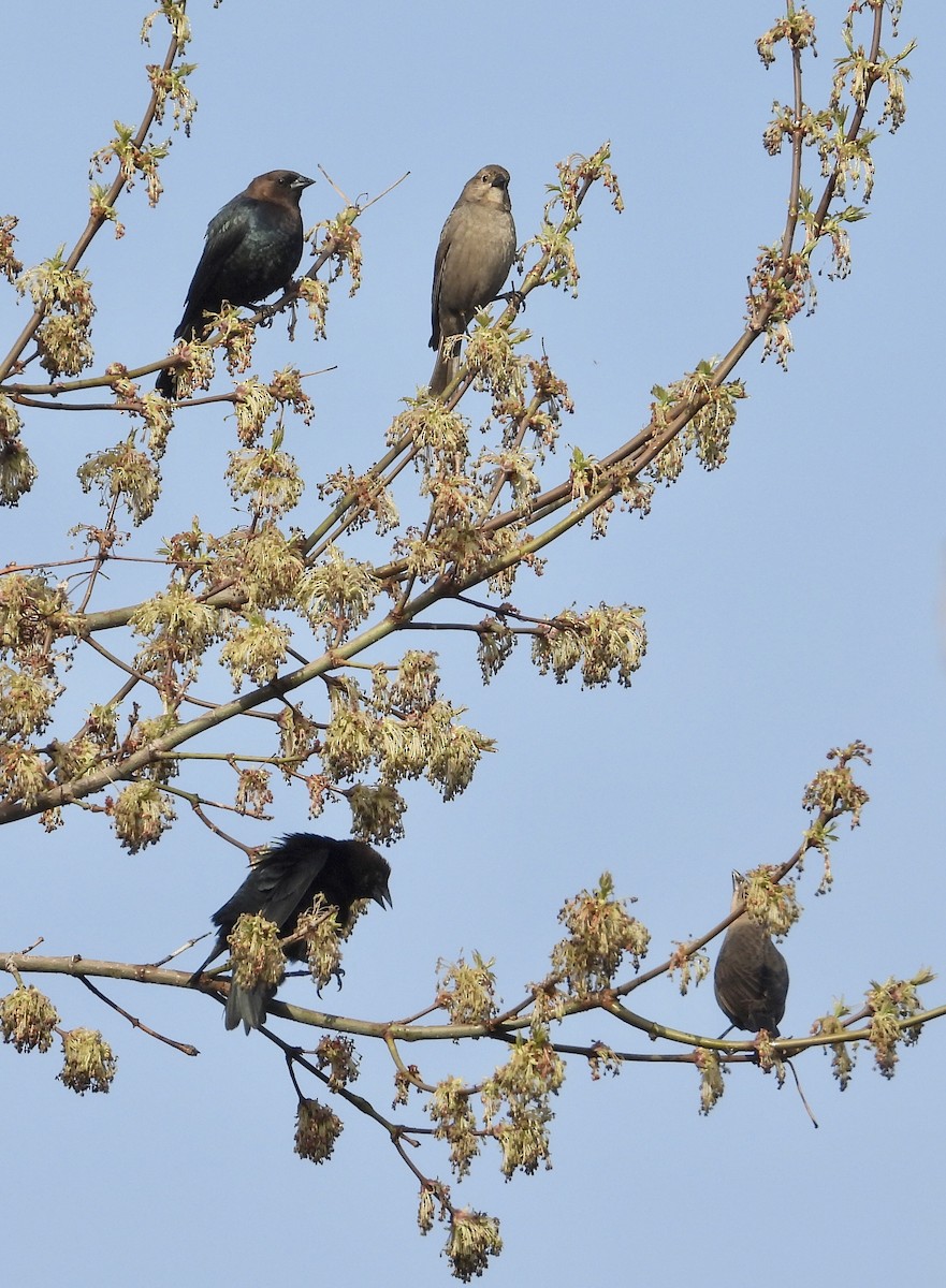 Brown-headed Cowbird - ML563617671