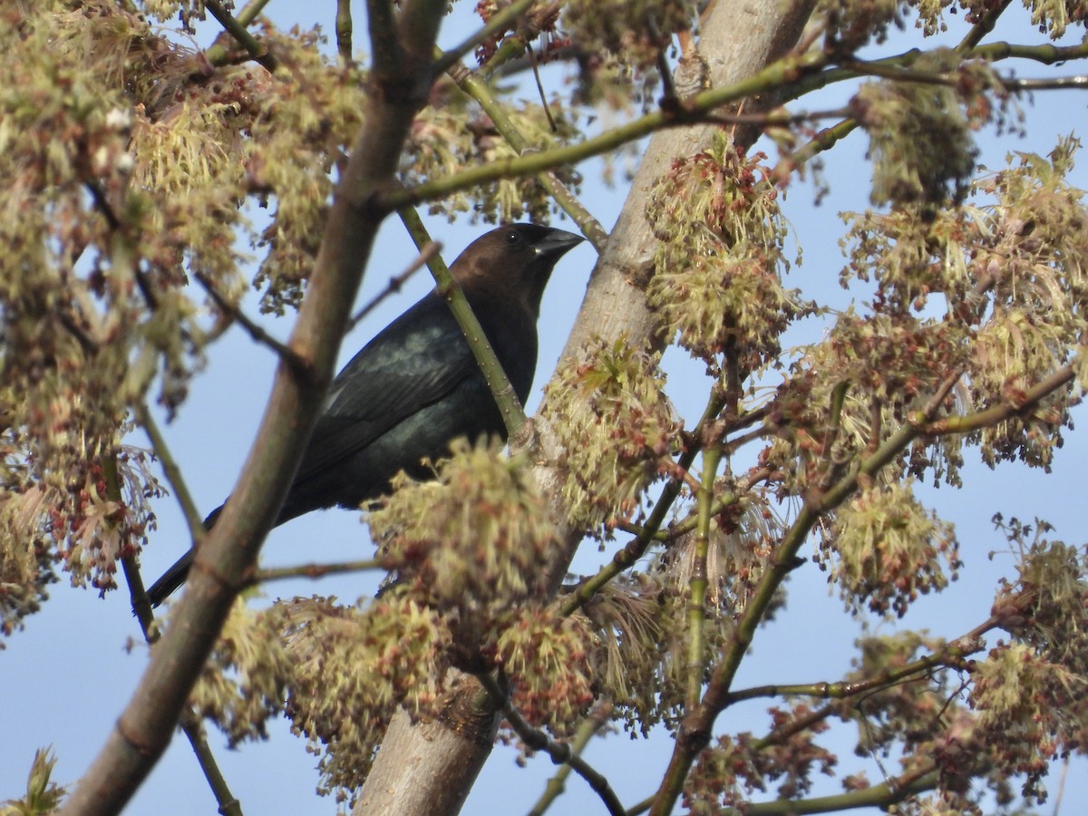 Brown-headed Cowbird - ML563617681