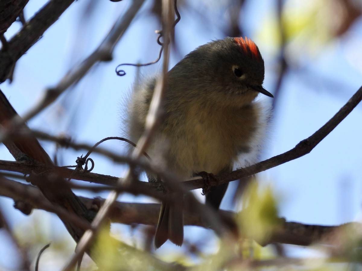 Ruby-crowned Kinglet - ML563617731