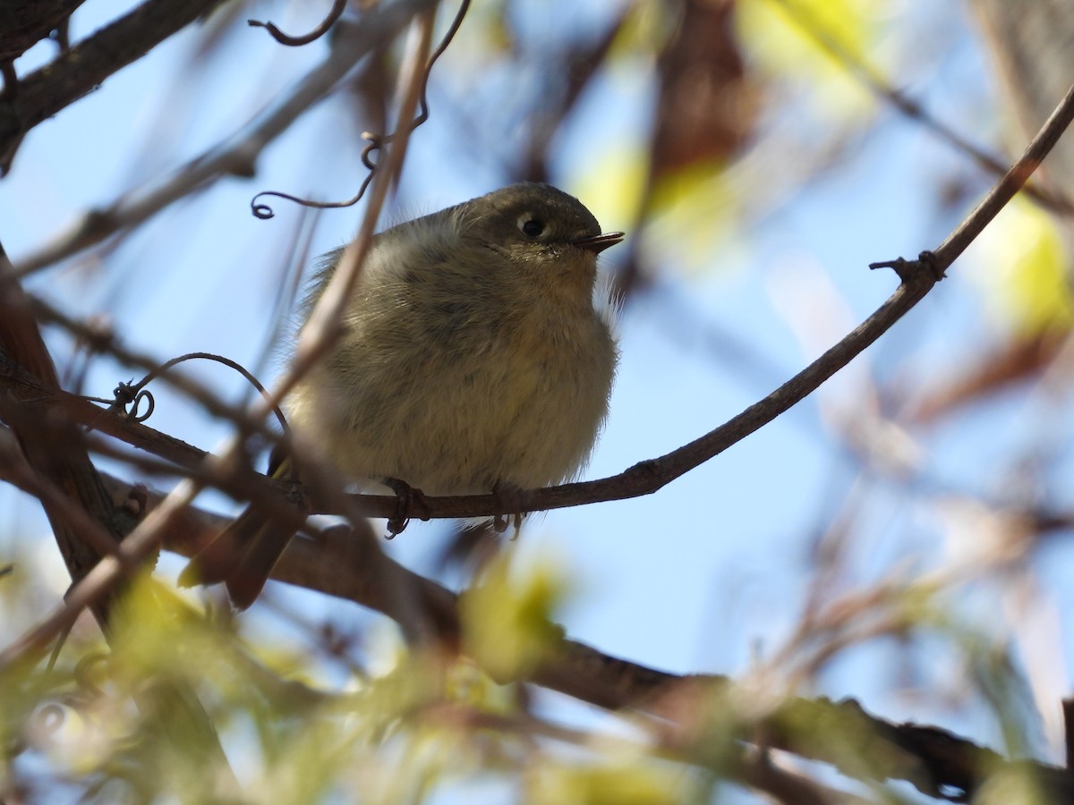 Ruby-crowned Kinglet - ML563617741