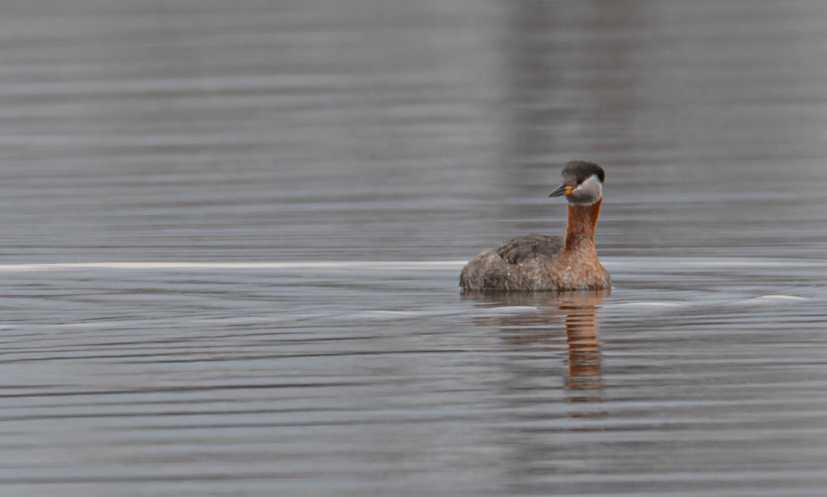 Red-necked Grebe - ML563618941