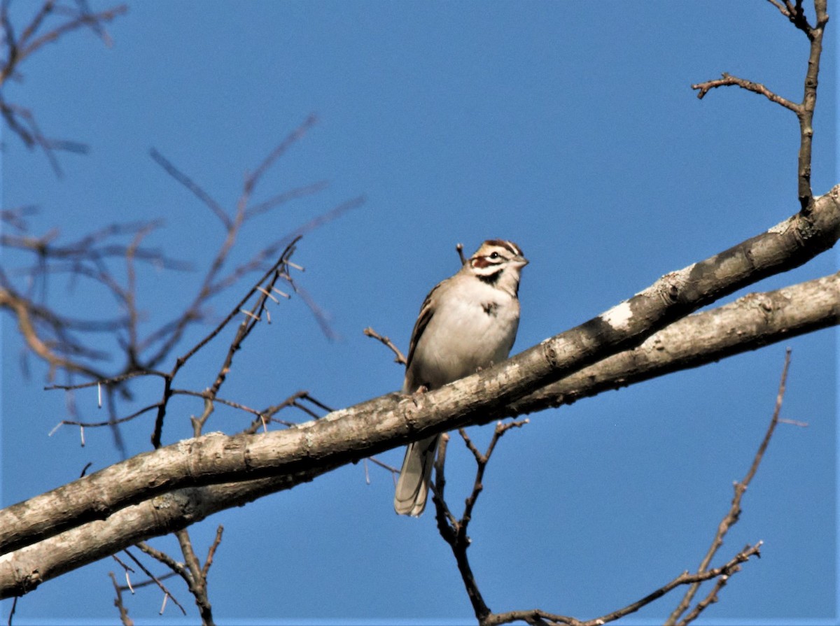 Lark Sparrow - Dwight Moser