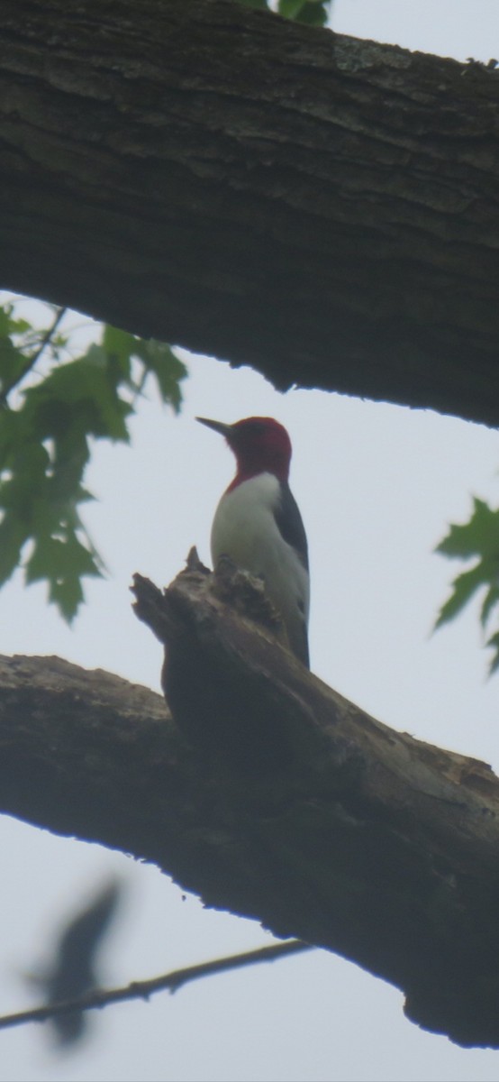 Red-headed Woodpecker - ML563621421