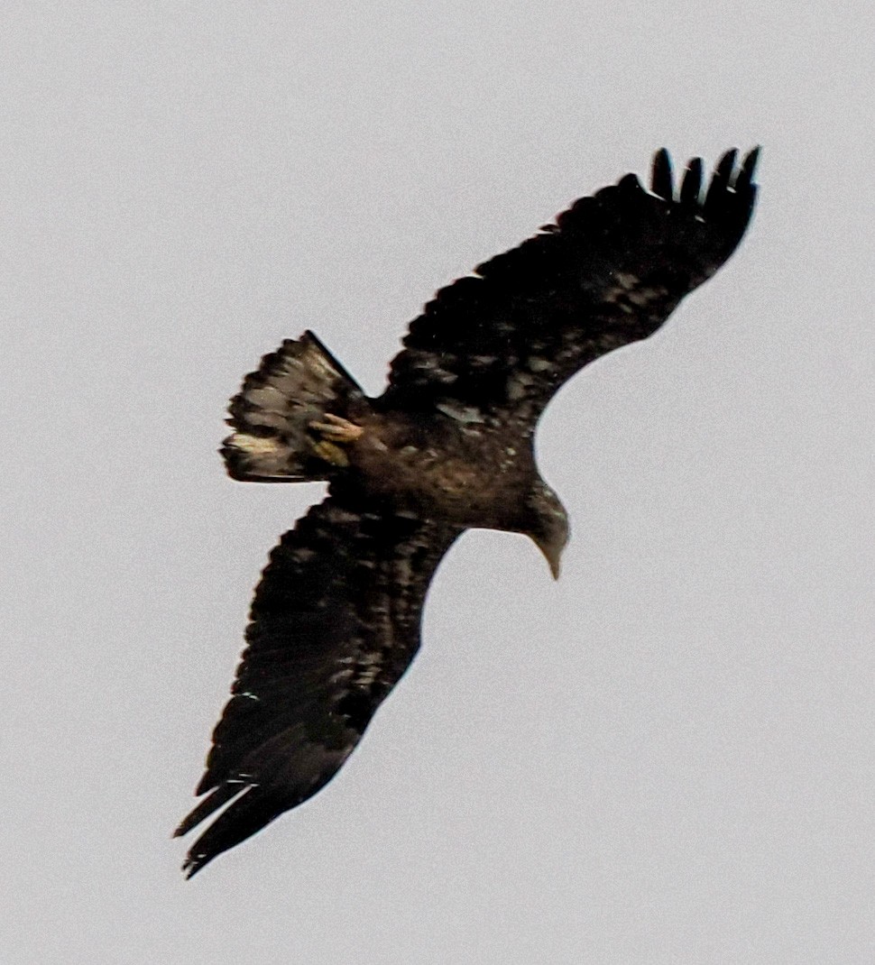 Bald Eagle - ML563622291