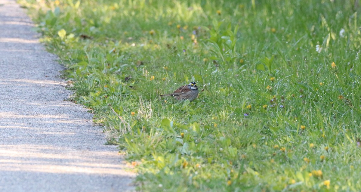 White-throated Sparrow - ML563622531