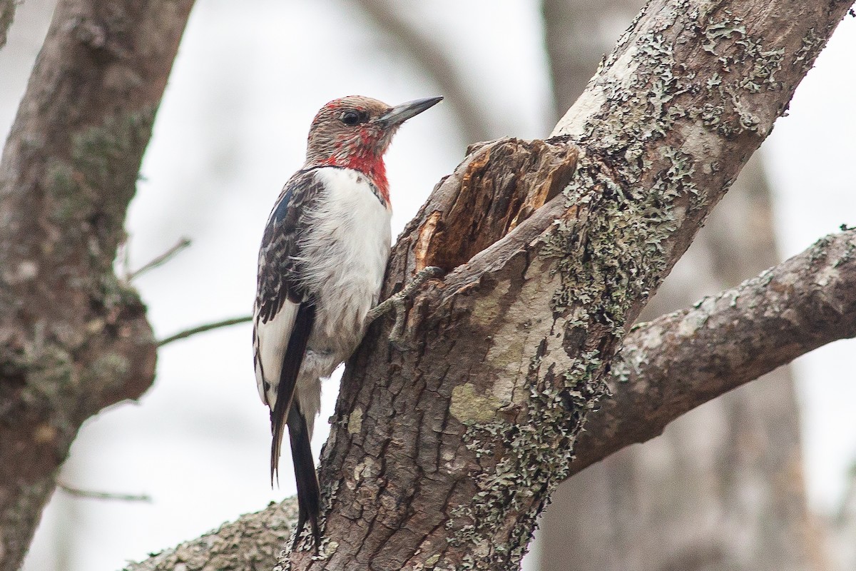 Red-headed Woodpecker - Tom Foley