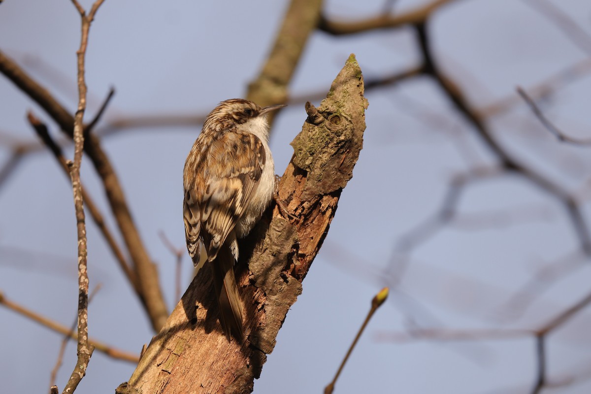 Eurasian Treecreeper - ML563622911