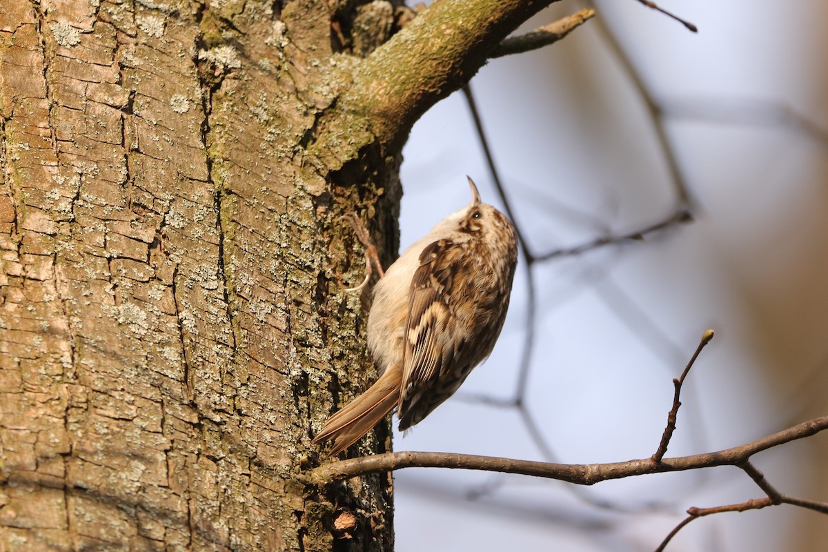 Eurasian Treecreeper - ML563622921