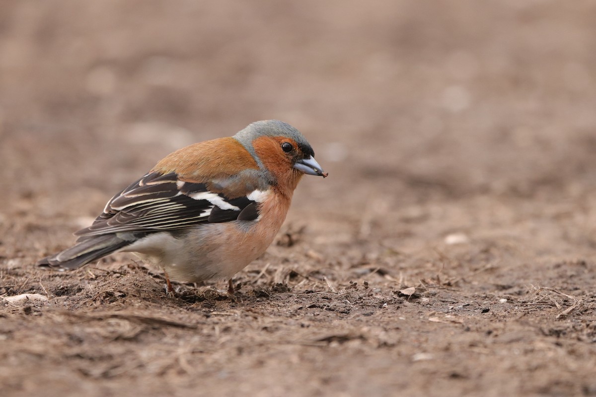 Common Chaffinch - ML563623061
