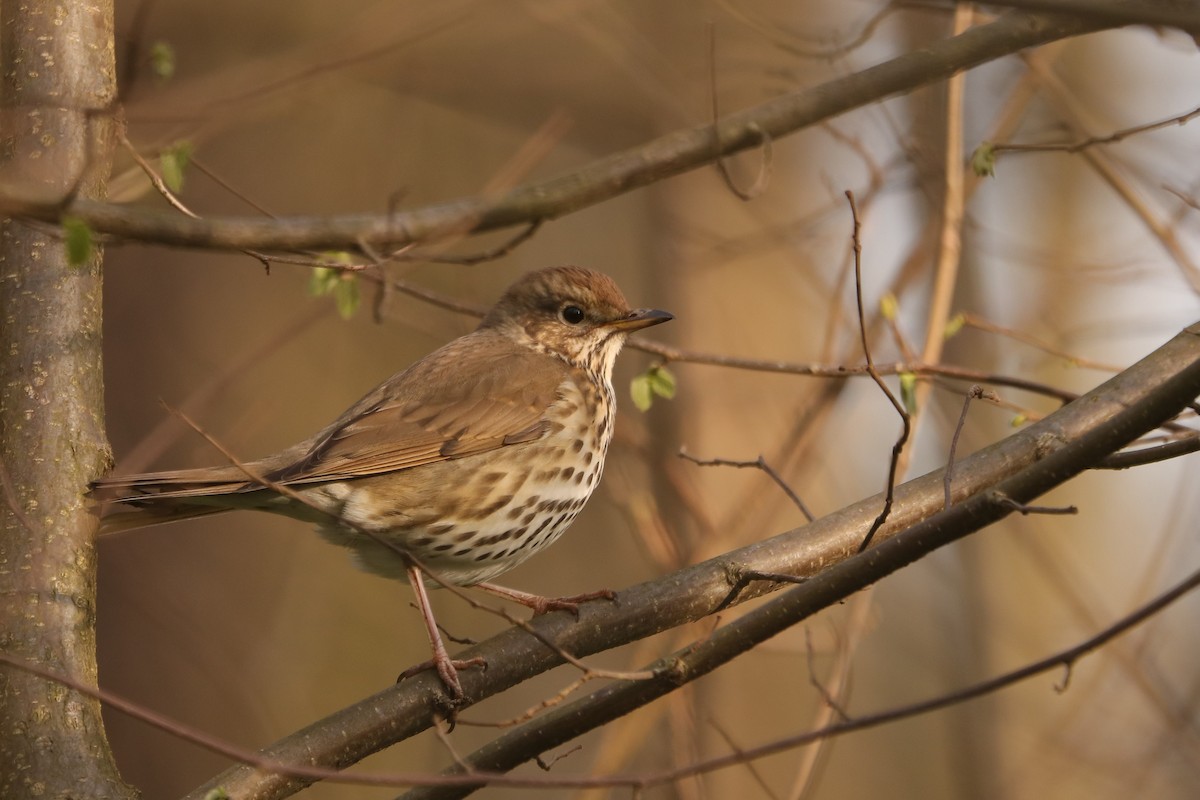 Song Thrush - ML563623151