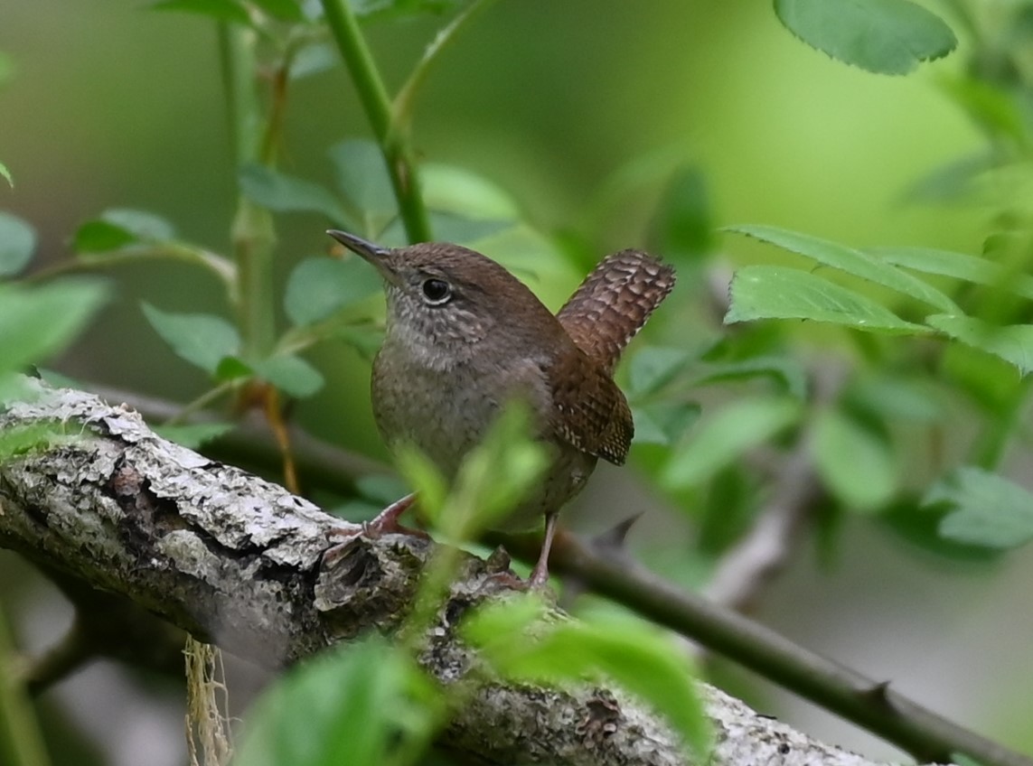 House Wren - ML563623591