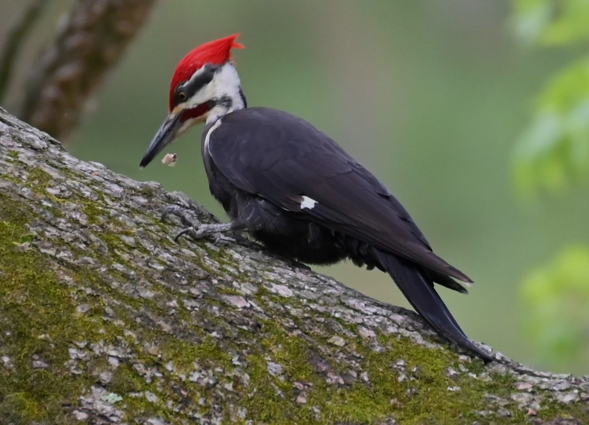 Pileated Woodpecker - ML563623901