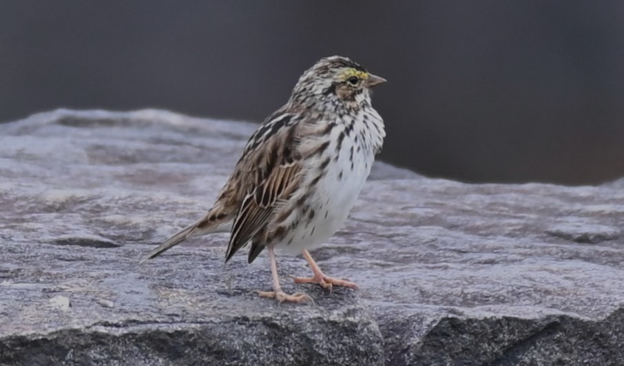 Savannah Sparrow - ML563624041