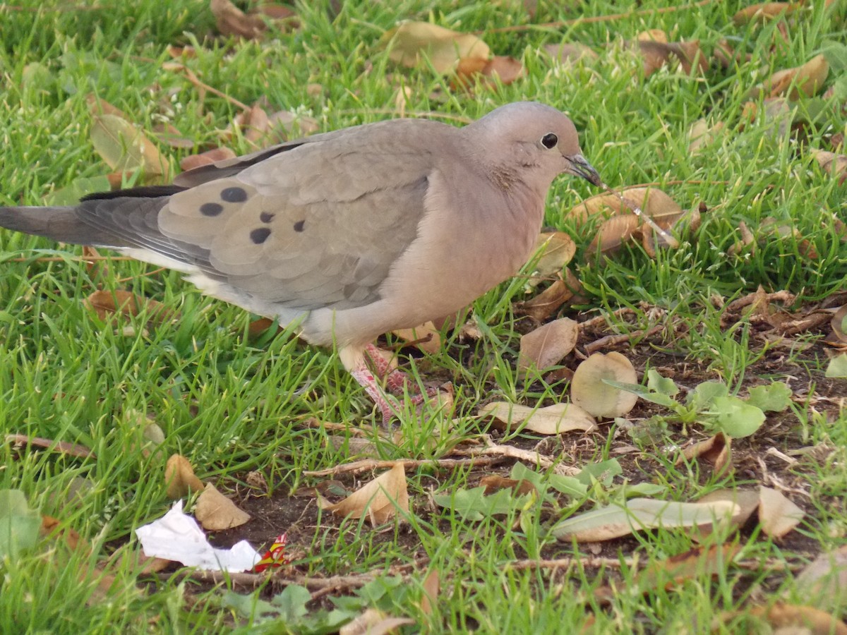 Eared Dove - Jose Rebolledo