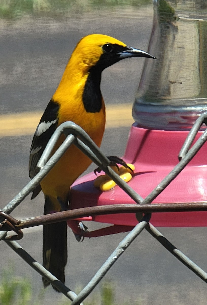 Hooded Oriole - Annie Reeves